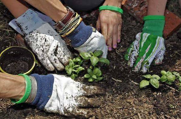 close up hands gardening