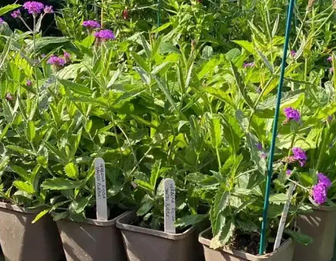 Plants in pots