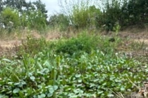 Dried up pond