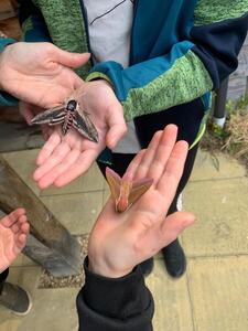 A pair of Hawk-Moths 
