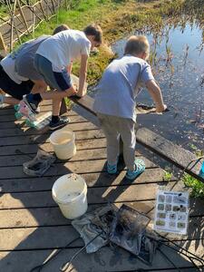 Pond dipping